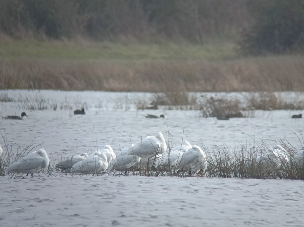 Eurasian Spoonbill - Aurélie Guégnard