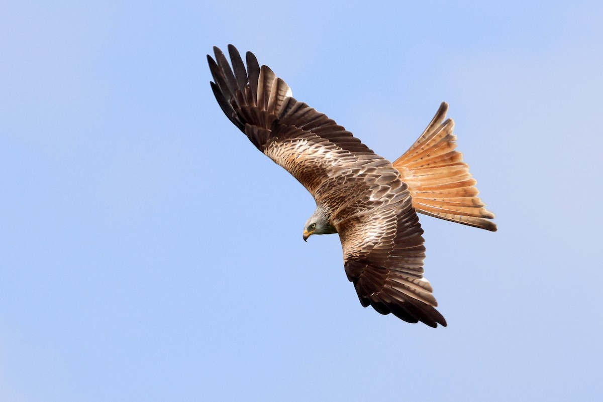 Red Kite - Zbigniew Kajzer