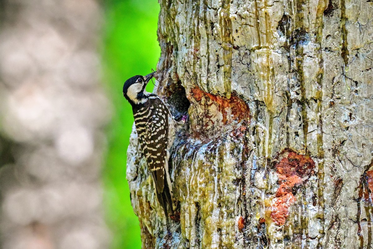 Red-cockaded Woodpecker - Richard Pockat