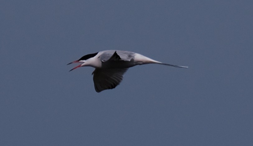 Common Tern - Steve Wagner