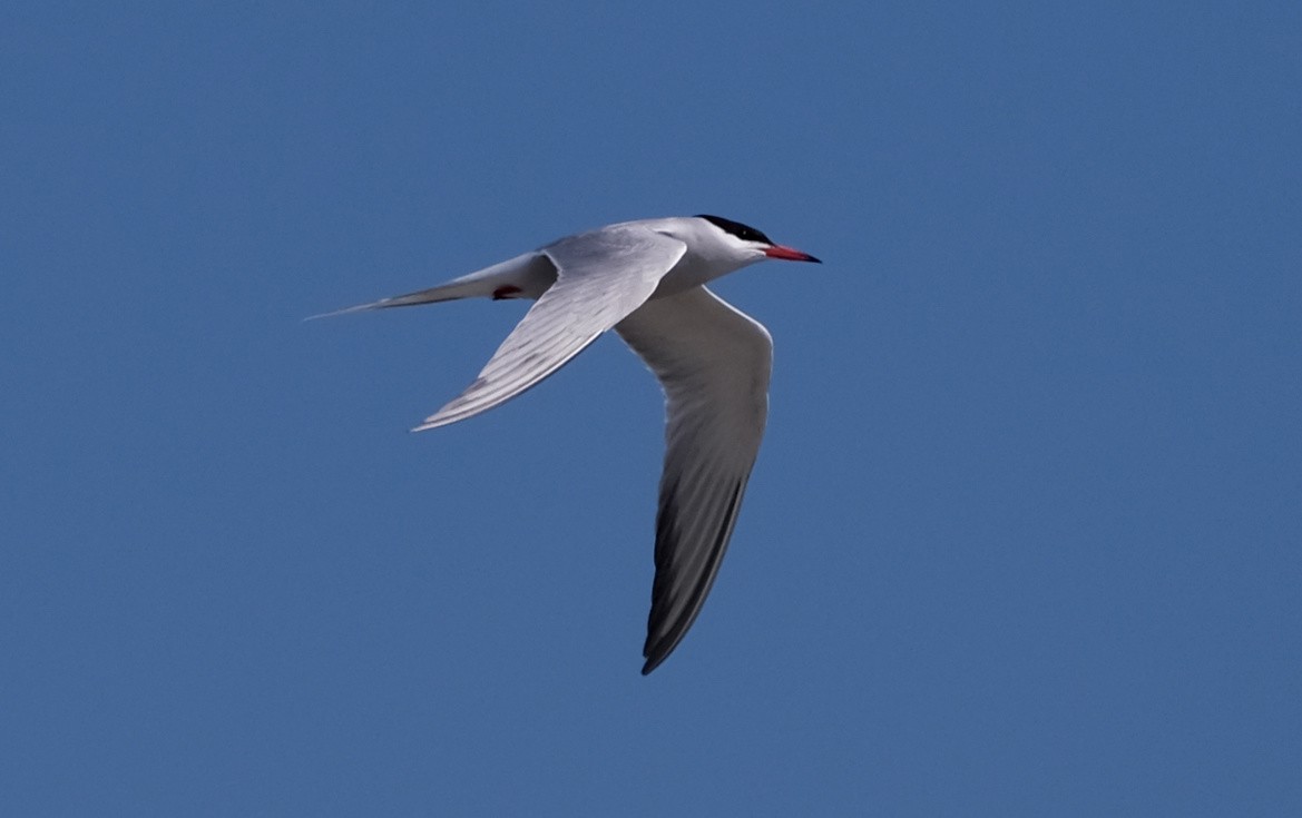 Common Tern - ML619527897