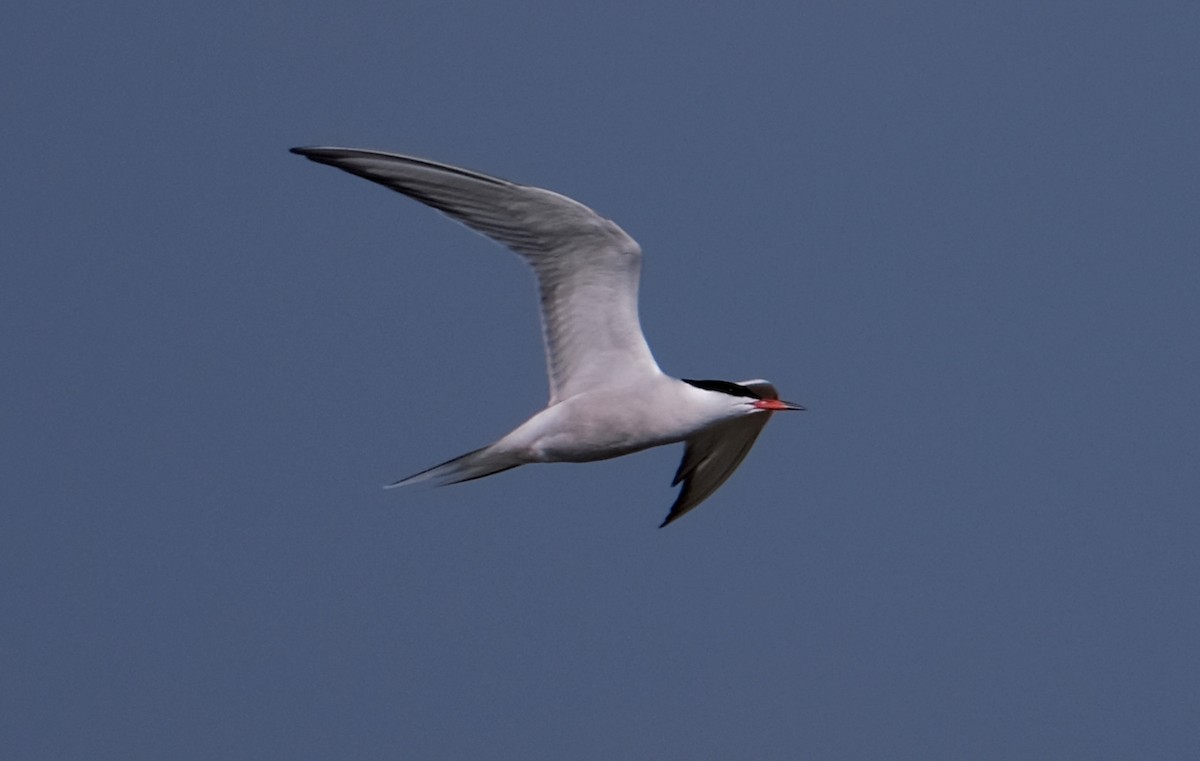 Common Tern - ML619527898