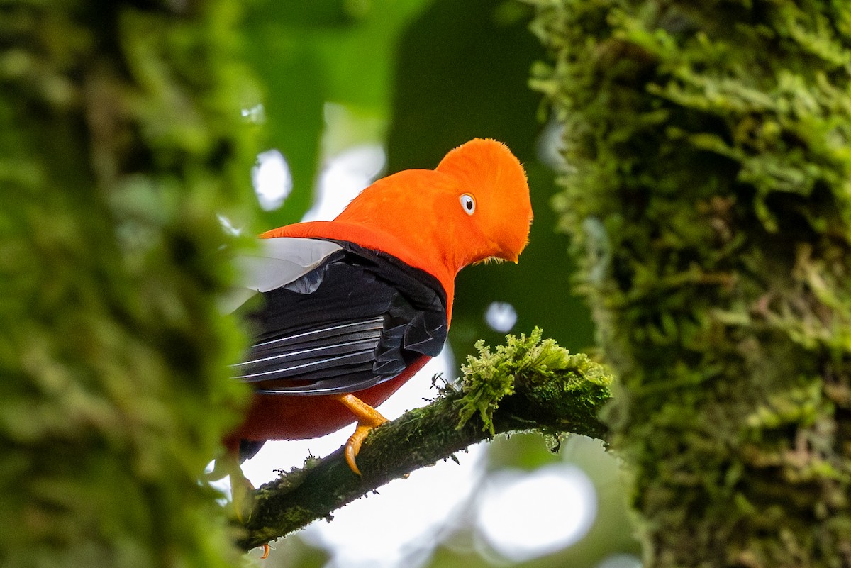 Andean Cock-of-the-rock - Lutz Duerselen