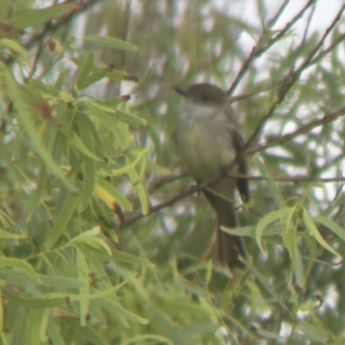 Nutting's Flycatcher - Cameron G Johnson