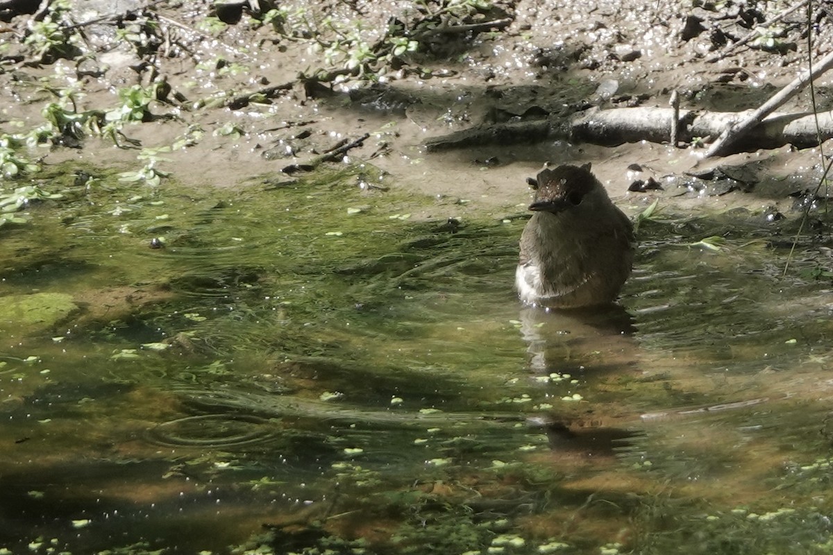 Eurasian Blackcap - David Oulsnam