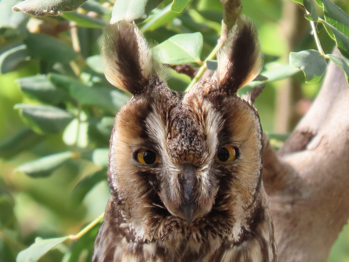 Long-eared Owl - Andrés Balfagón Sarrión