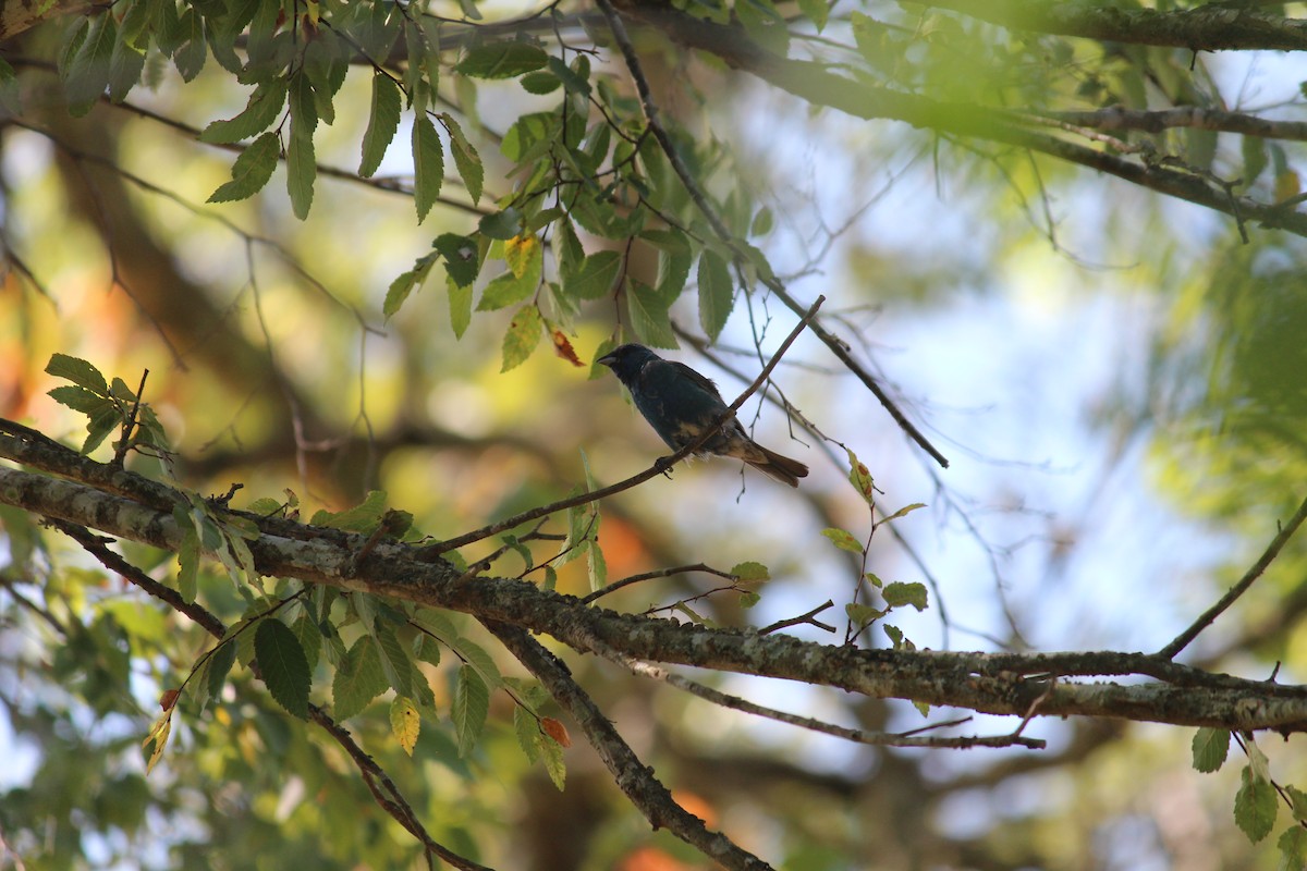 Indigo Bunting - Lori Free