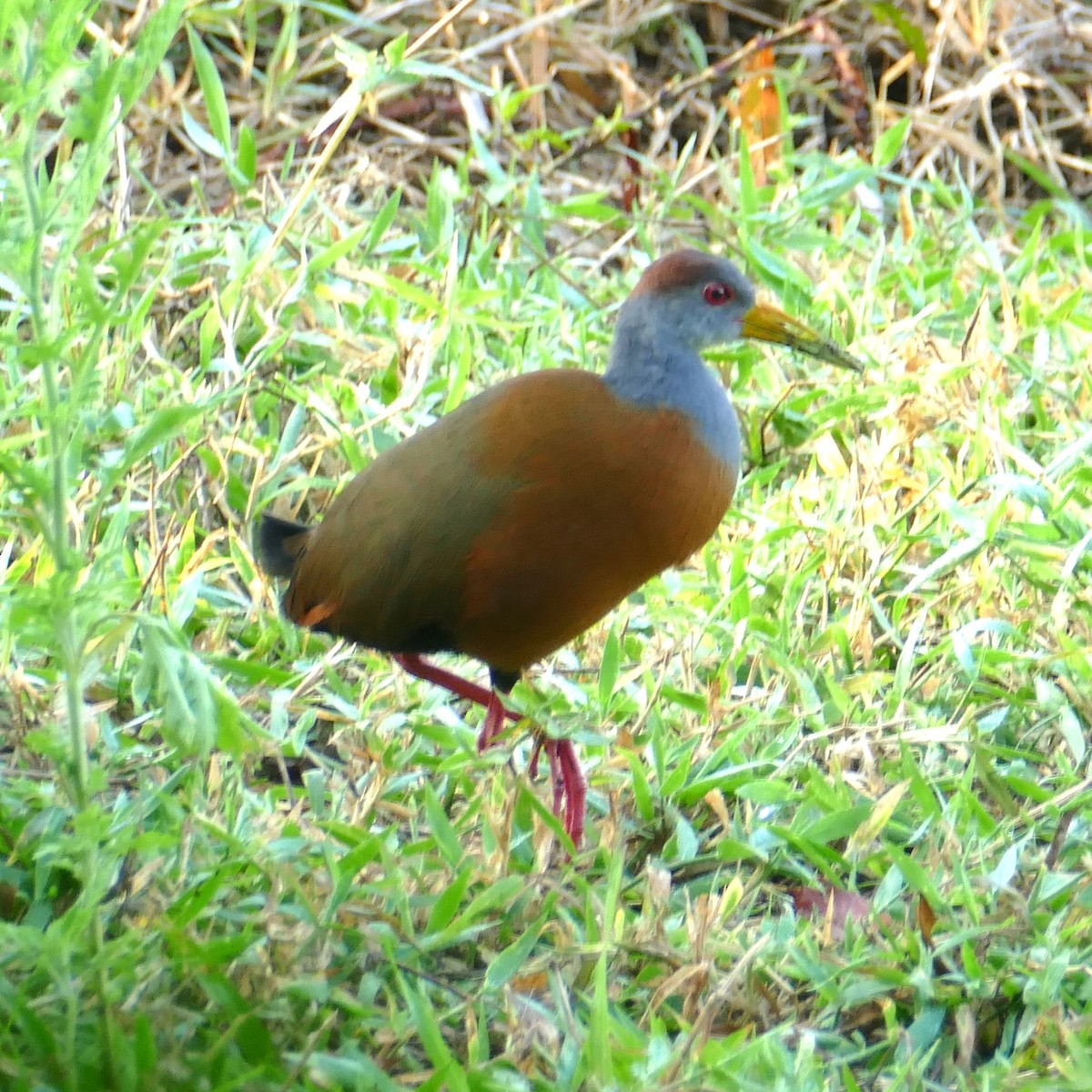 Russet-naped Wood-Rail - Ulrike Schmölzer