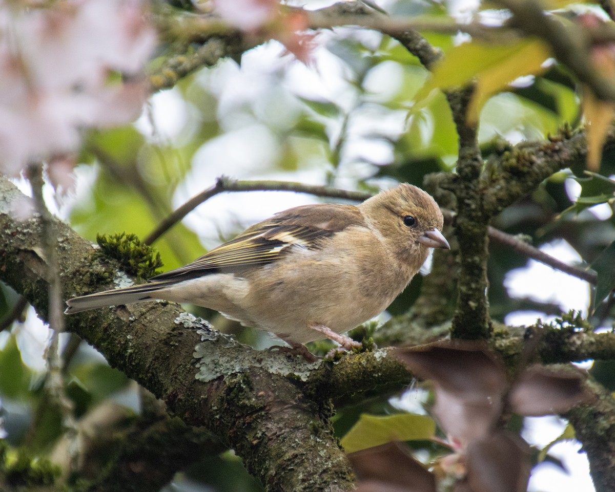 Common Chaffinch - Mónica Thurman