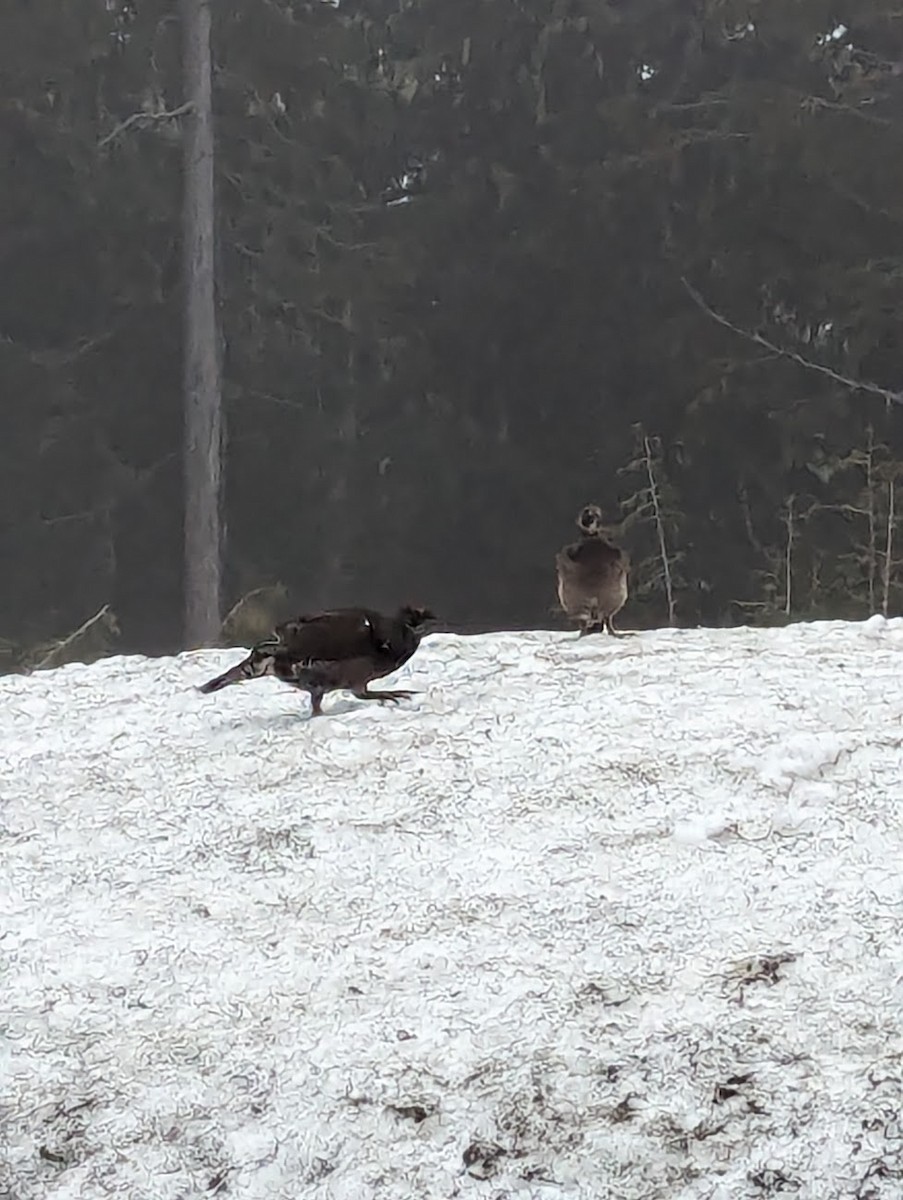 Sooty Grouse - Jon. Anderson