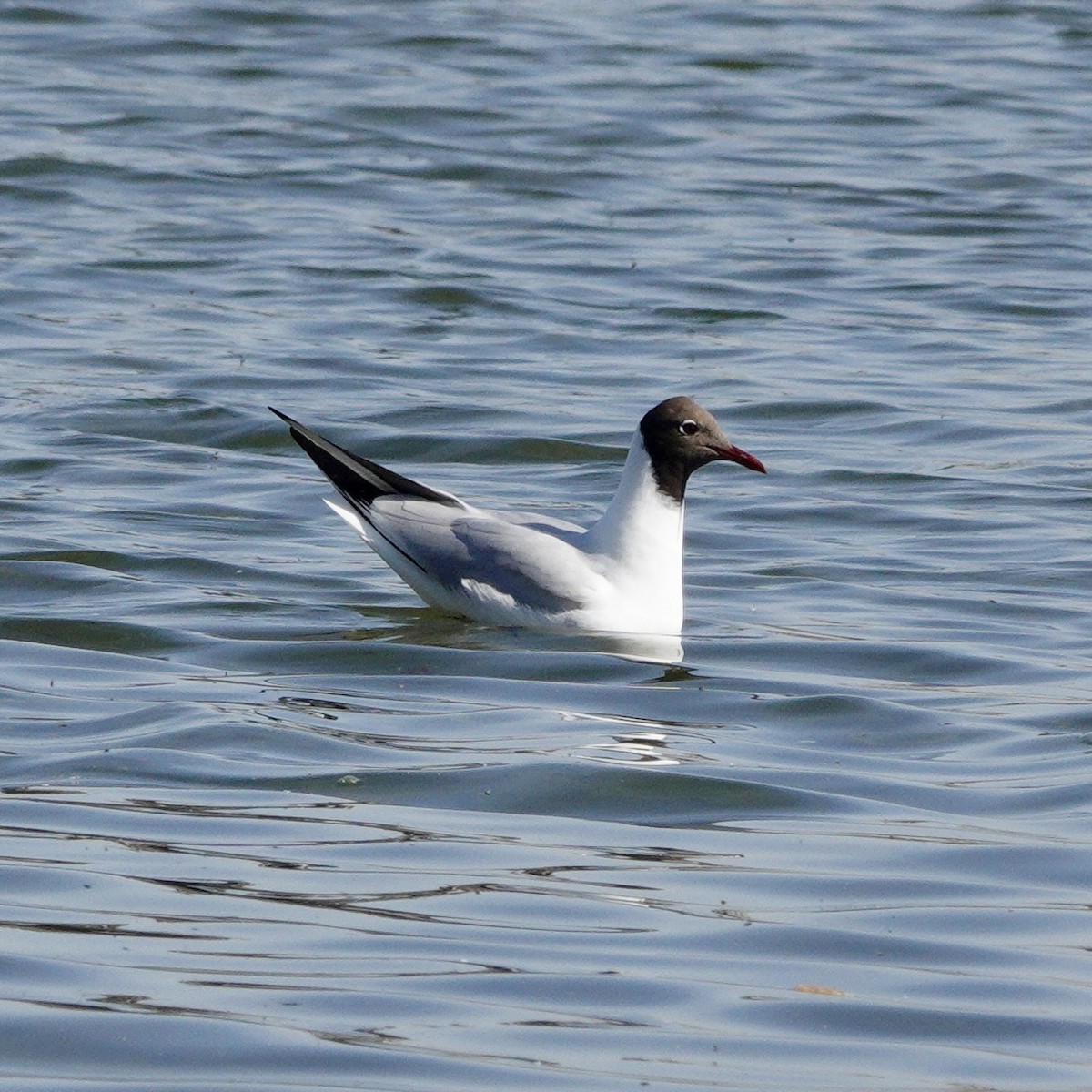 Black-headed Gull - ML619527918