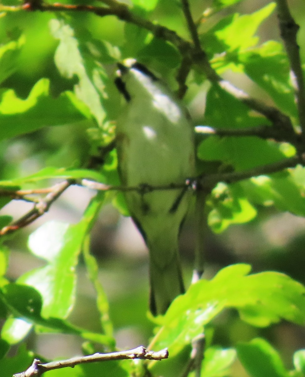 Chestnut-sided Warbler - Robin Gurule