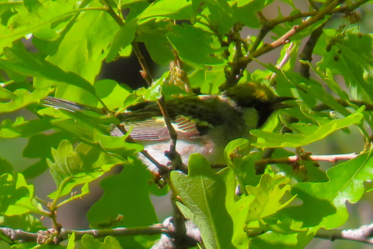 Chestnut-sided Warbler - Robin Gurule