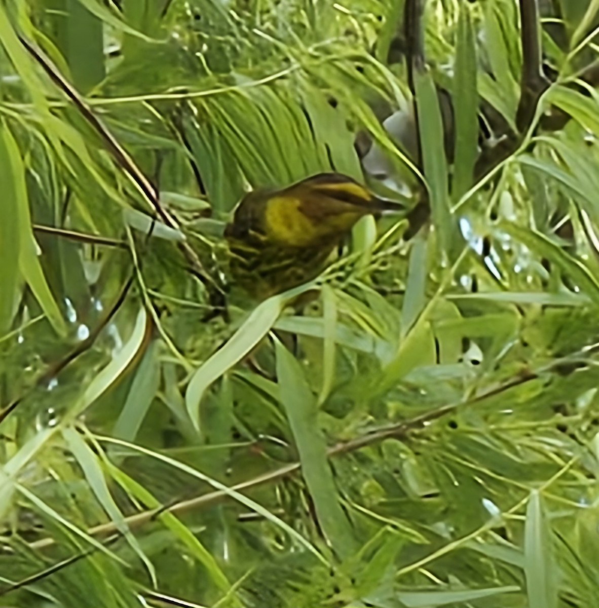 Cape May Warbler - ML619527923