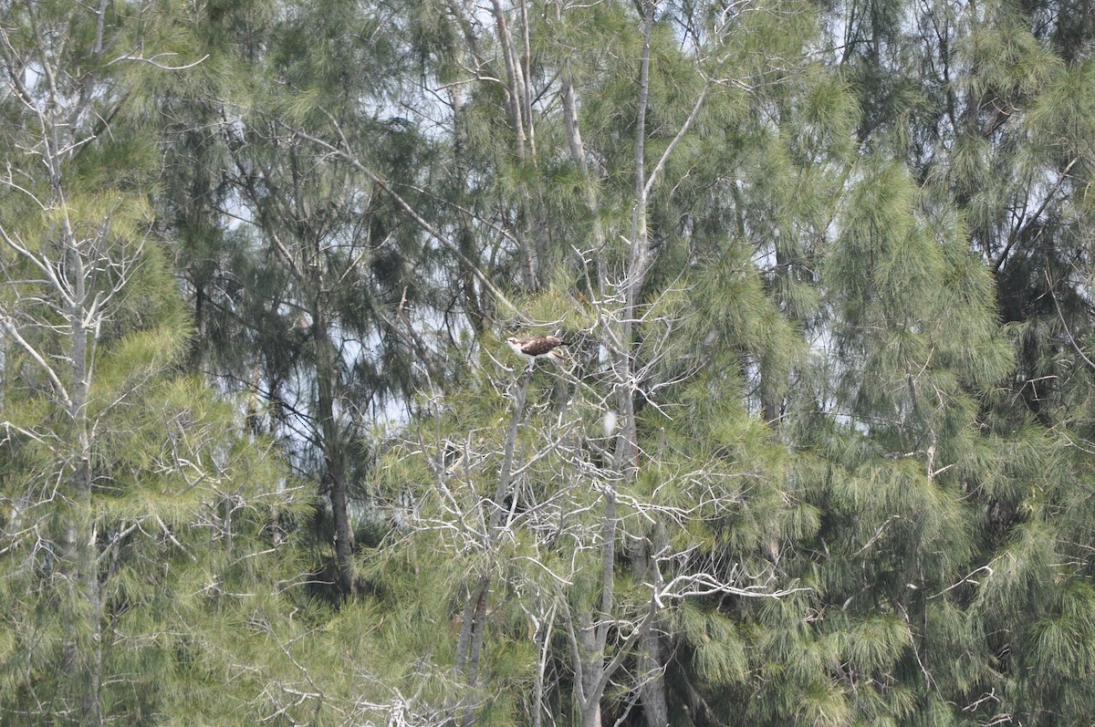 Águila Pescadora - ML619527925