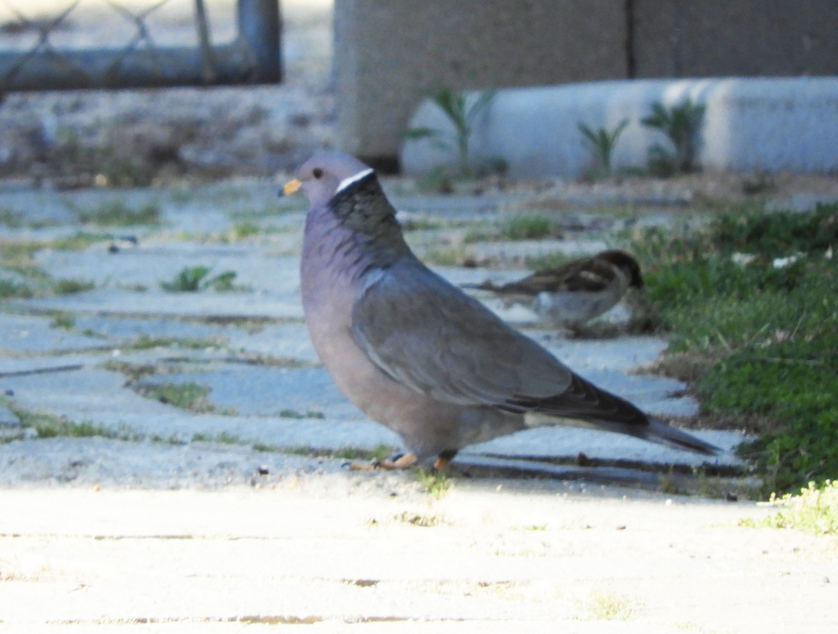 Band-tailed Pigeon - Becky Kitto