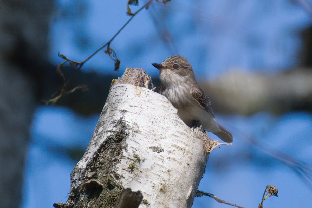 Spotted Flycatcher - ML619527929