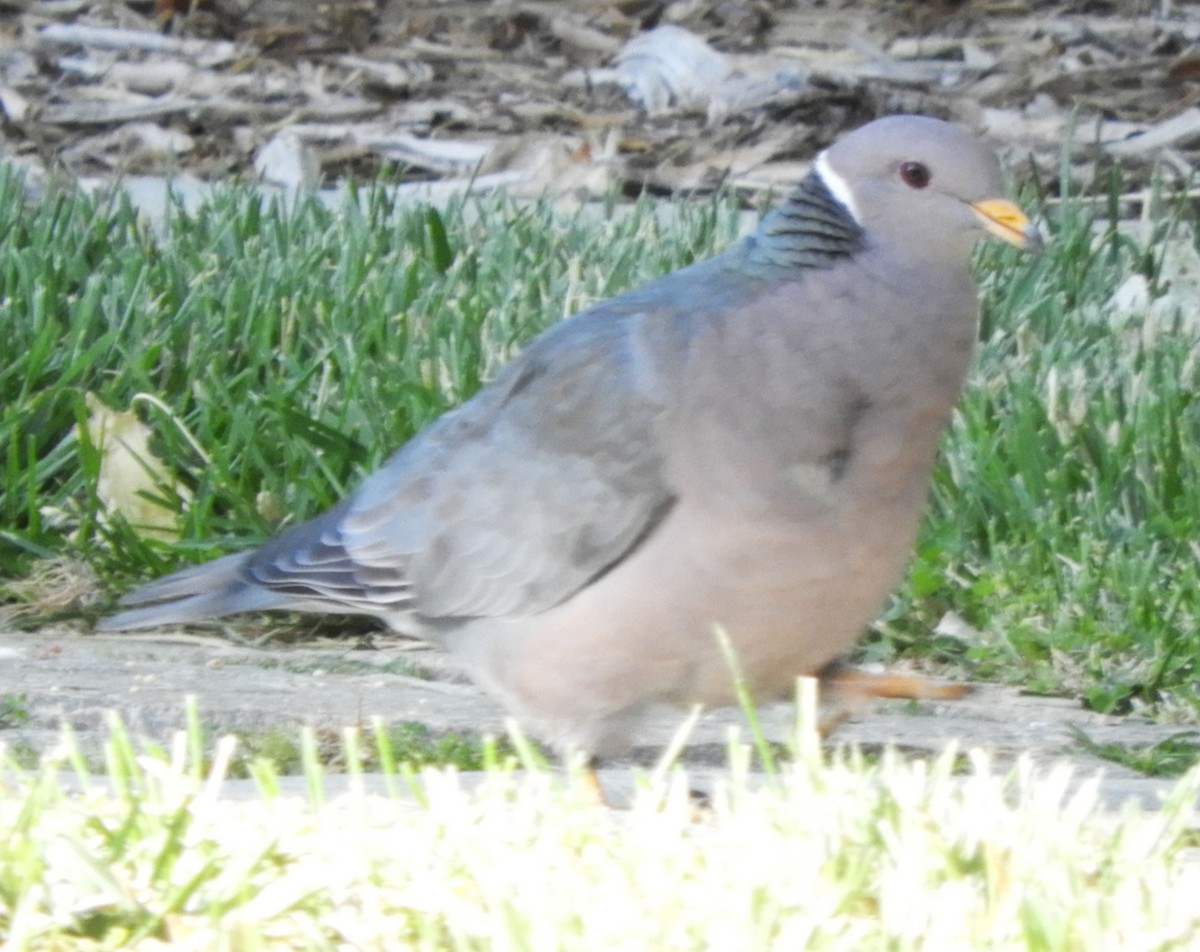Band-tailed Pigeon - Becky Kitto