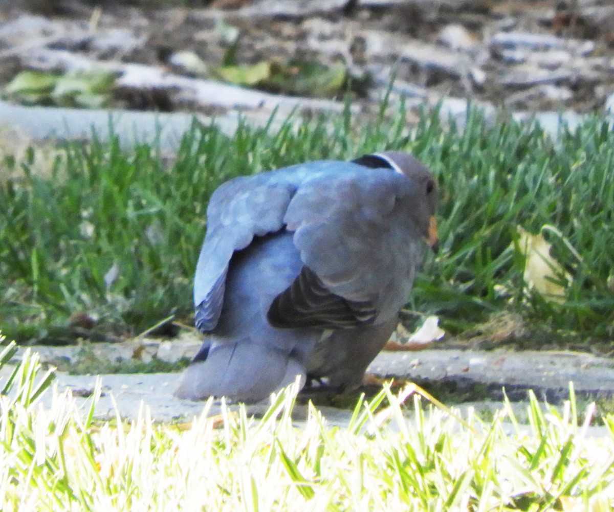 Band-tailed Pigeon - Becky Kitto