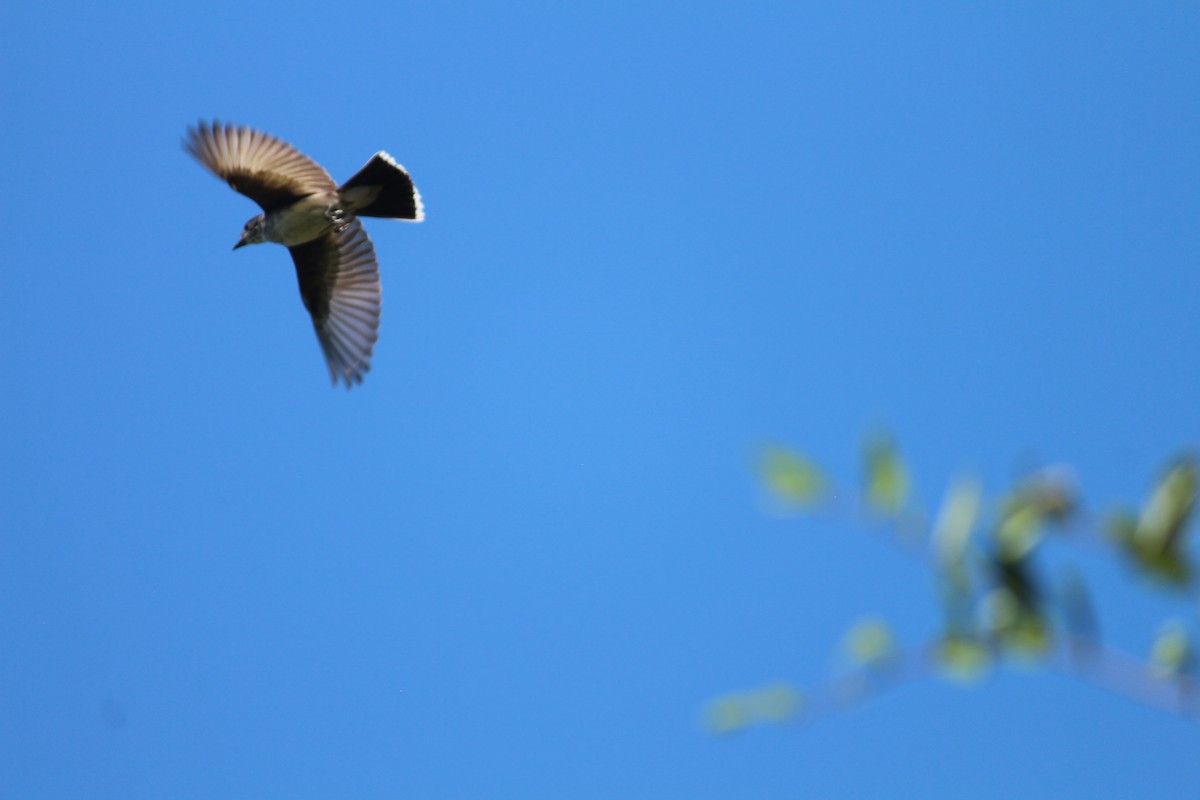 Eastern Kingbird - Lori Free