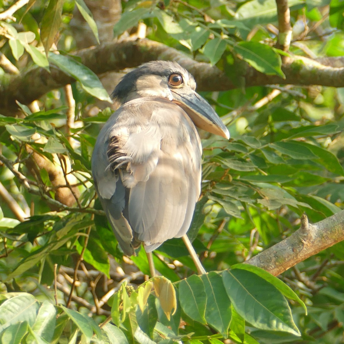 Boat-billed Heron - Ulrike Schmölzer