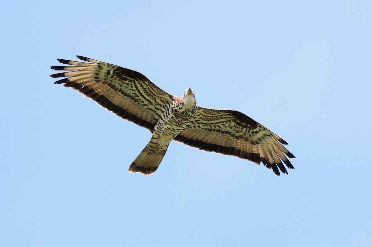 European Honey-buzzard - ML619527940