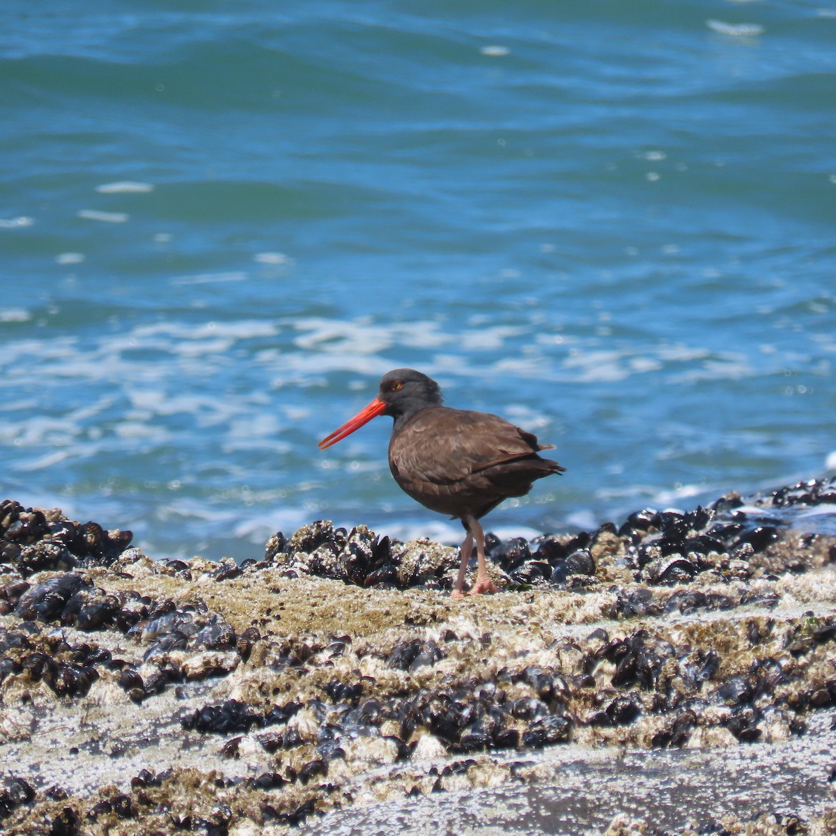 Black Oystercatcher - Nathan Trimble