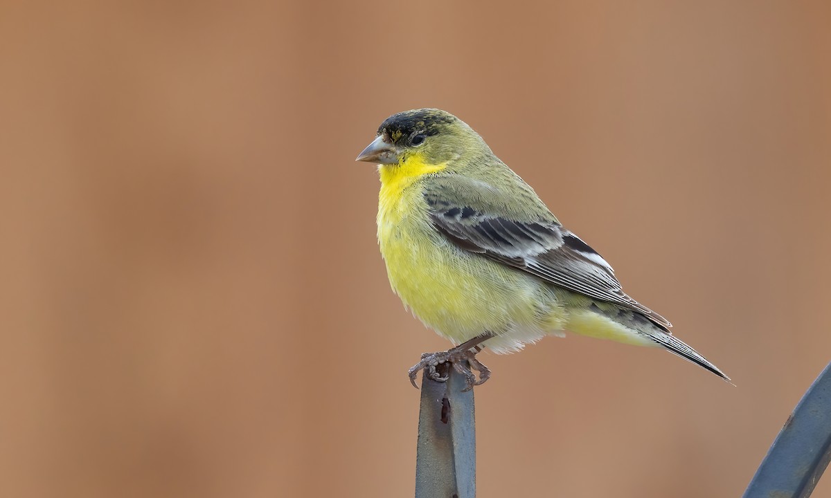 Lesser Goldfinch - Paul Fenwick