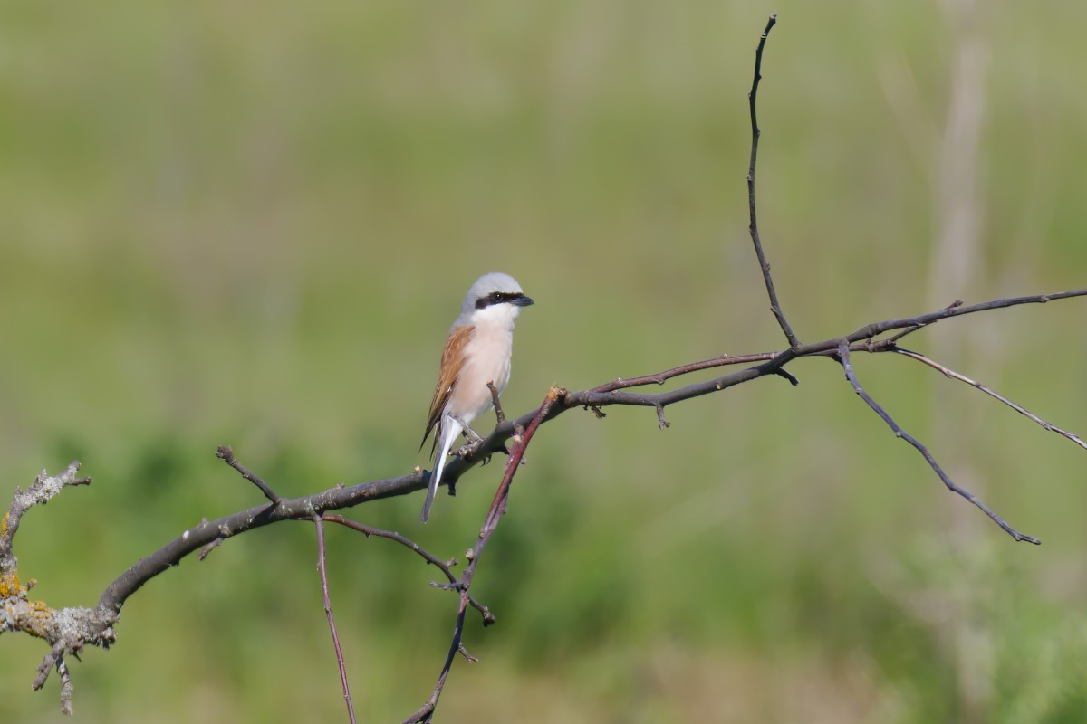 Red-backed Shrike - ML619527954