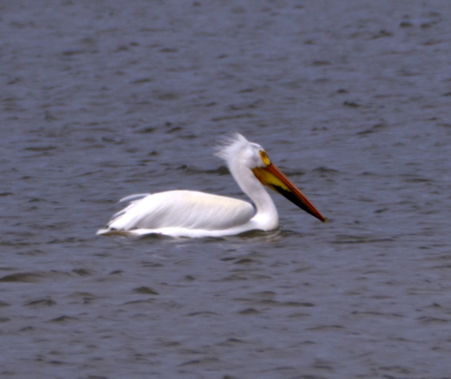 American White Pelican - Steve Wagner