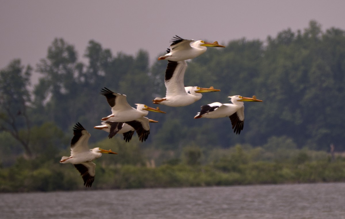 American White Pelican - Steve Wagner