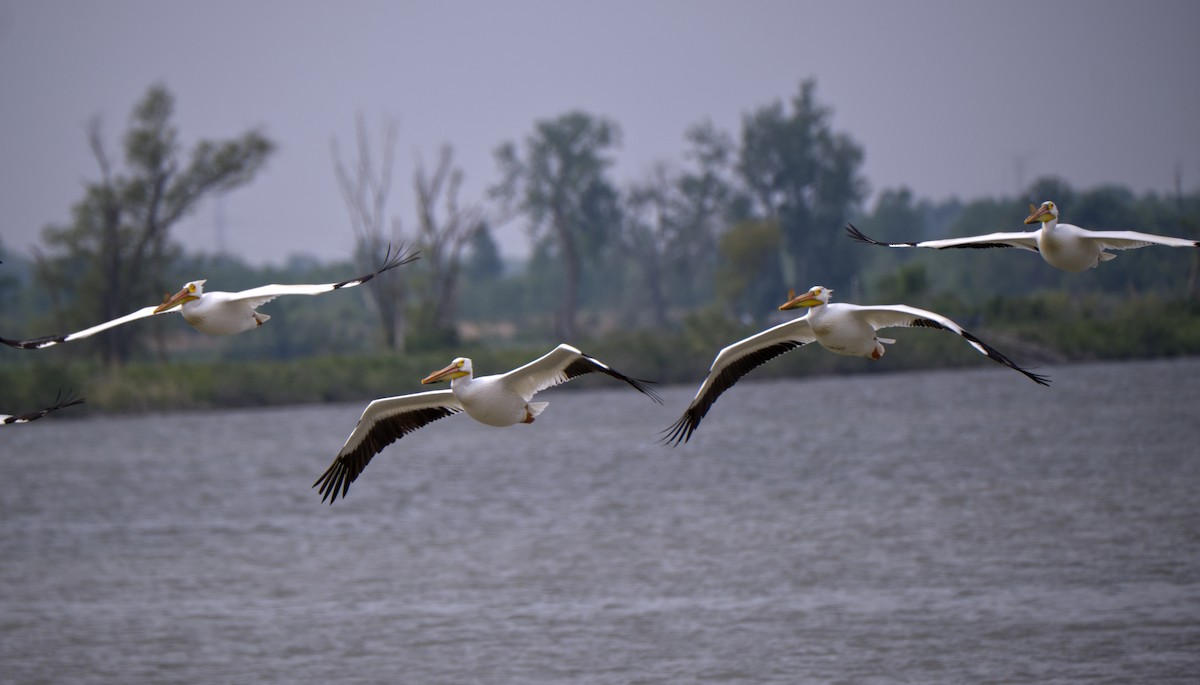 American White Pelican - Steve Wagner