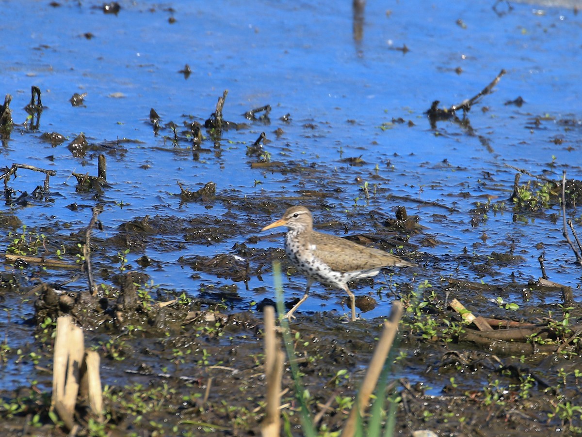 Spotted Sandpiper - Robert Dixon