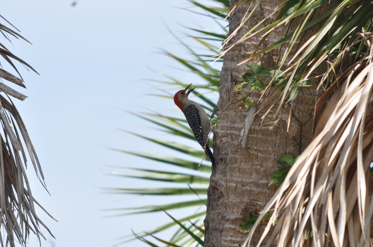 Red-bellied Woodpecker - Colin Giebner