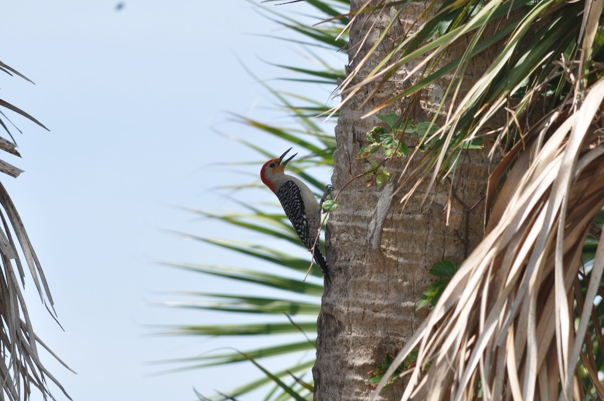 Red-bellied Woodpecker - Colin Giebner