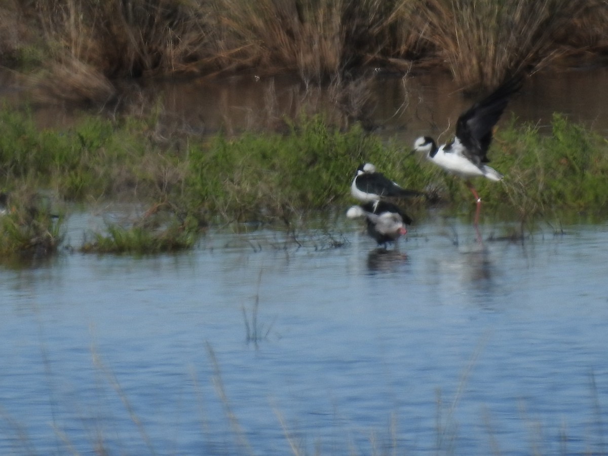 Black-necked Stilt - Eduardo Kucich