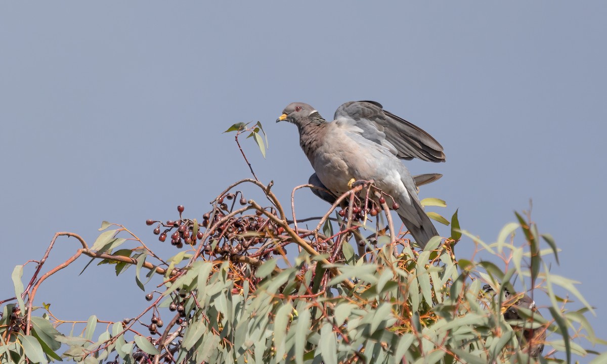 Band-tailed Pigeon (Northern) - Paul Fenwick