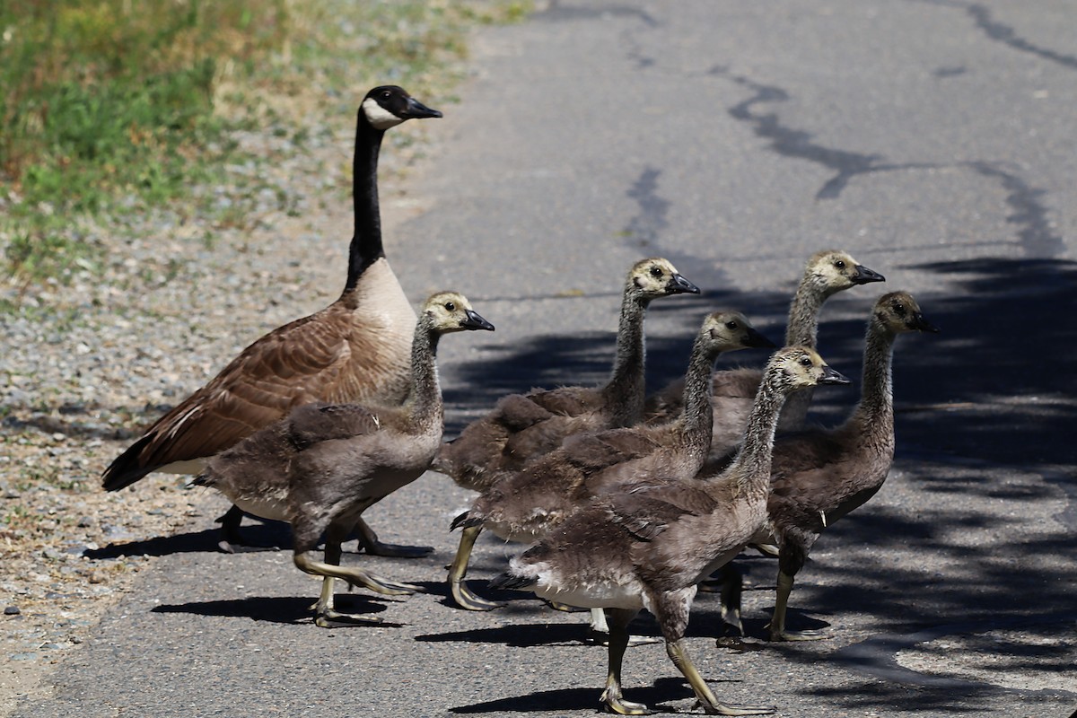 Canada Goose - Karen Skelton