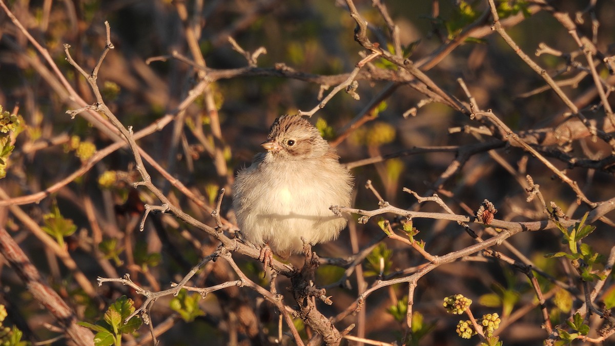 Brewer's Sparrow - Travis Young