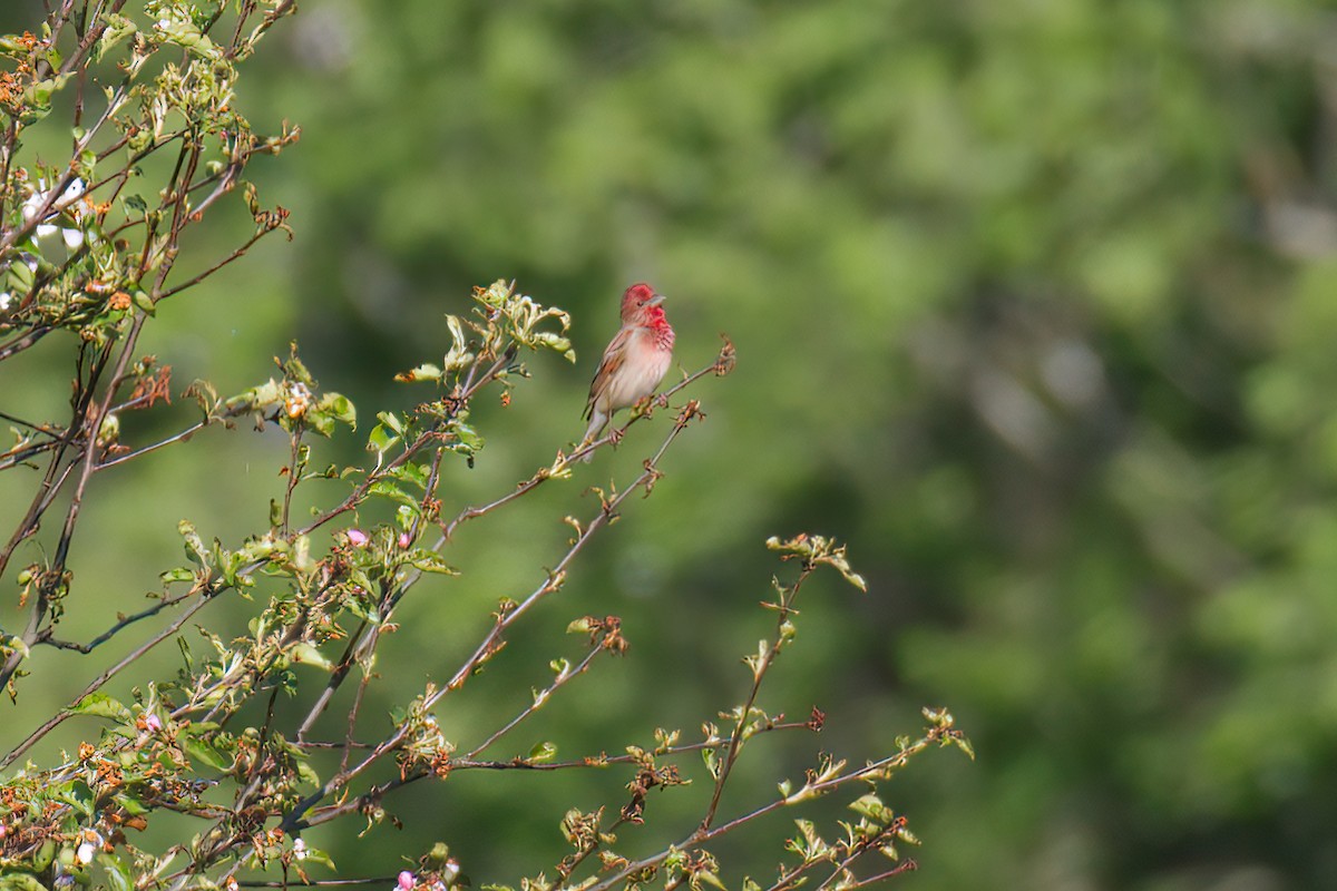 Common Rosefinch - Natalya Ostapova