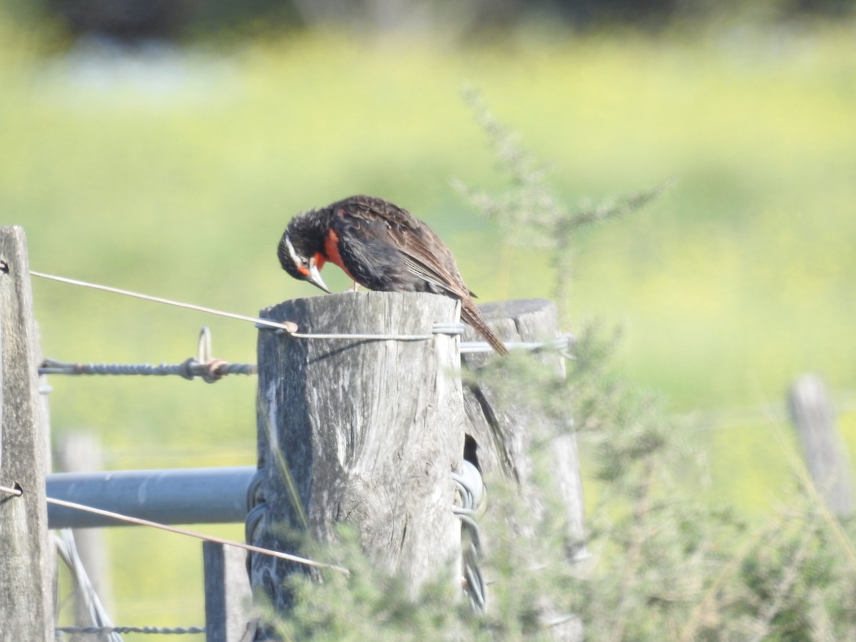 Long-tailed Meadowlark - Eduardo Kucich