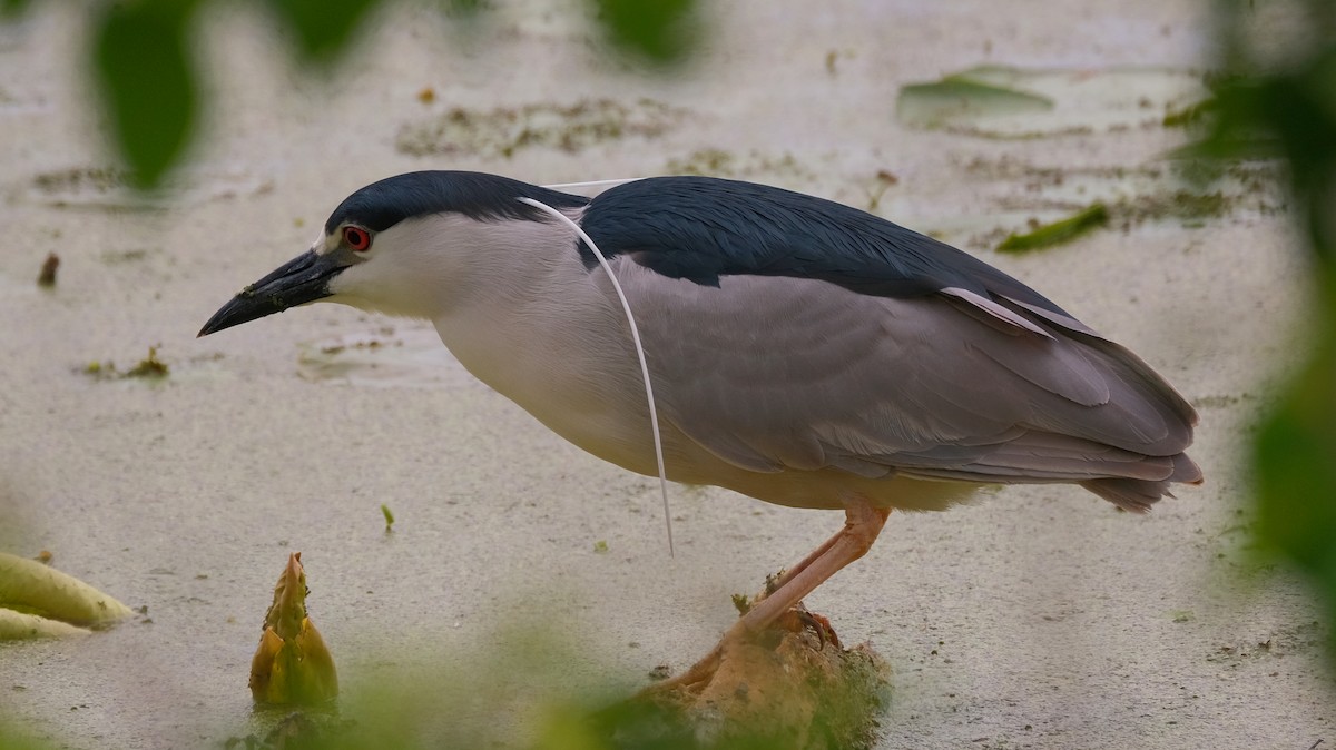 Black-crowned Night Heron - ML619527986