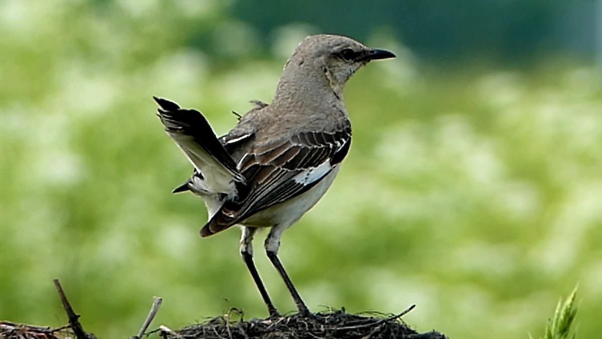 Northern Mockingbird - Robert Langston