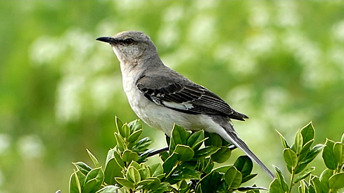 Northern Mockingbird - Robert Langston