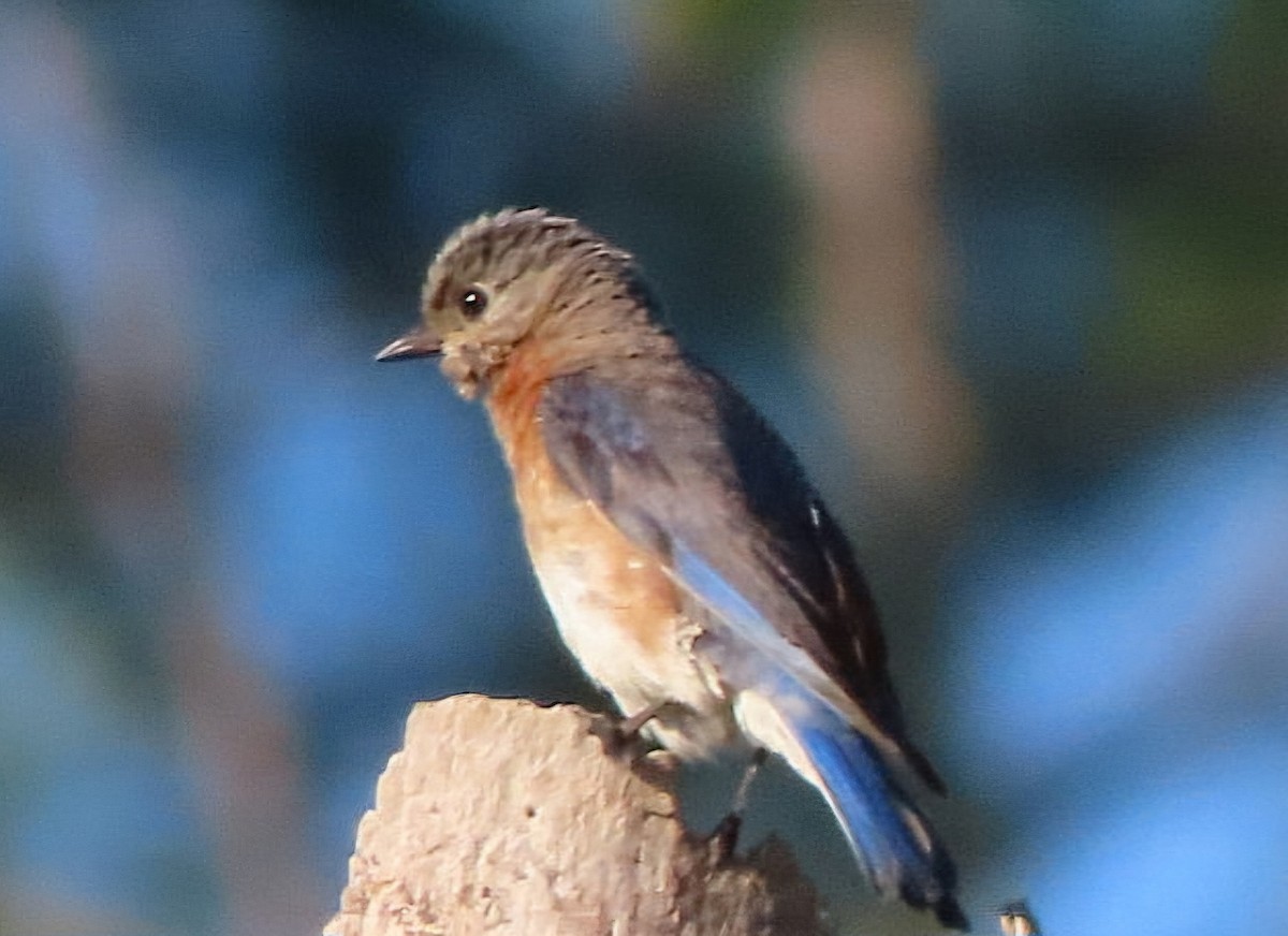 Eastern Bluebird - Cathleen Burns