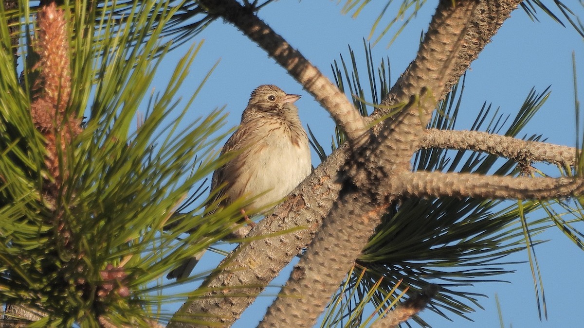 Vesper Sparrow - Travis Young