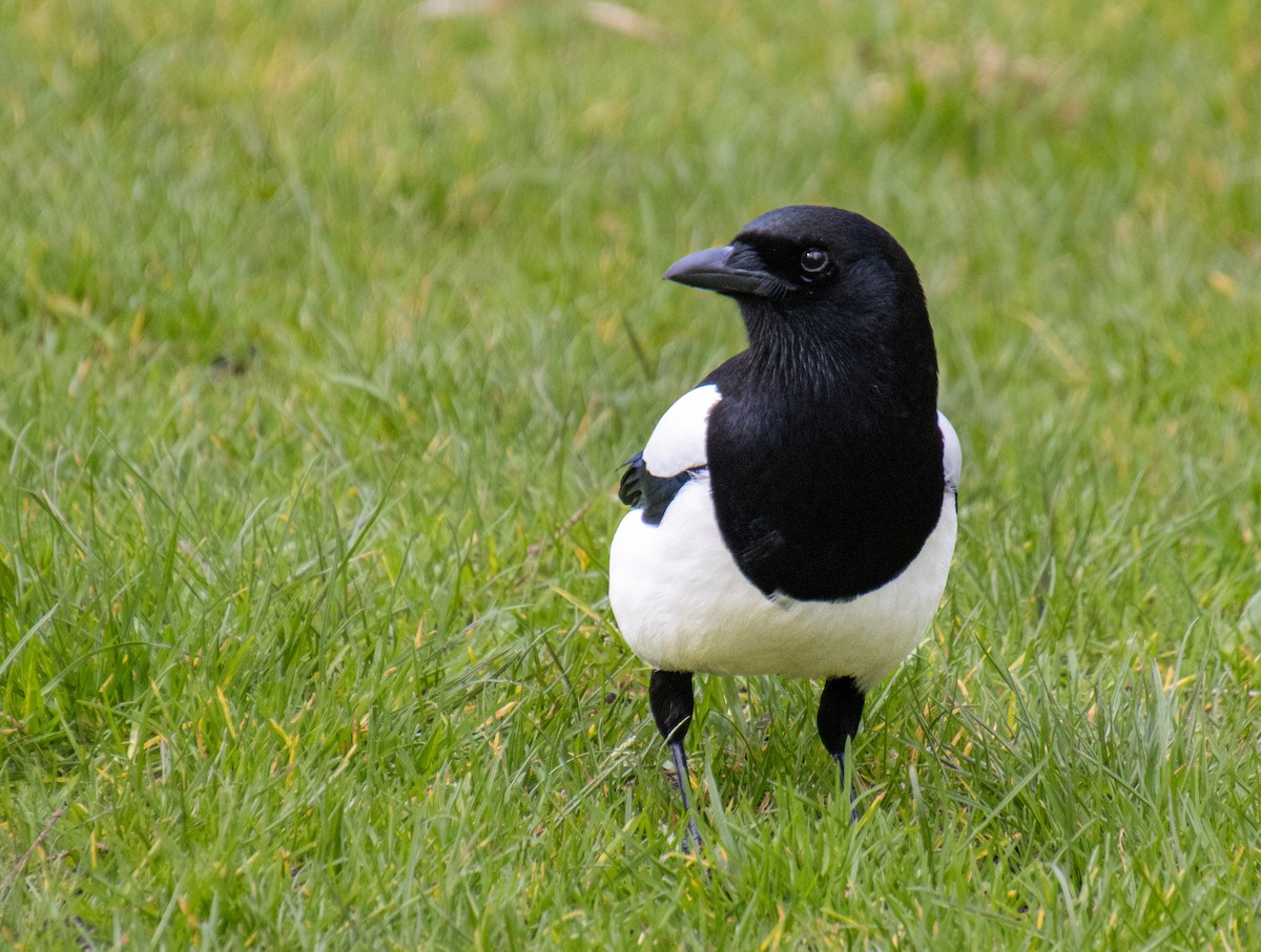 Eurasian Magpie - Mónica Thurman