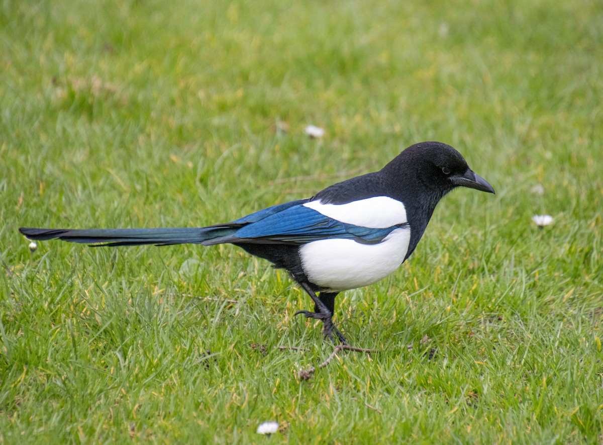 Eurasian Magpie - Mónica Thurman