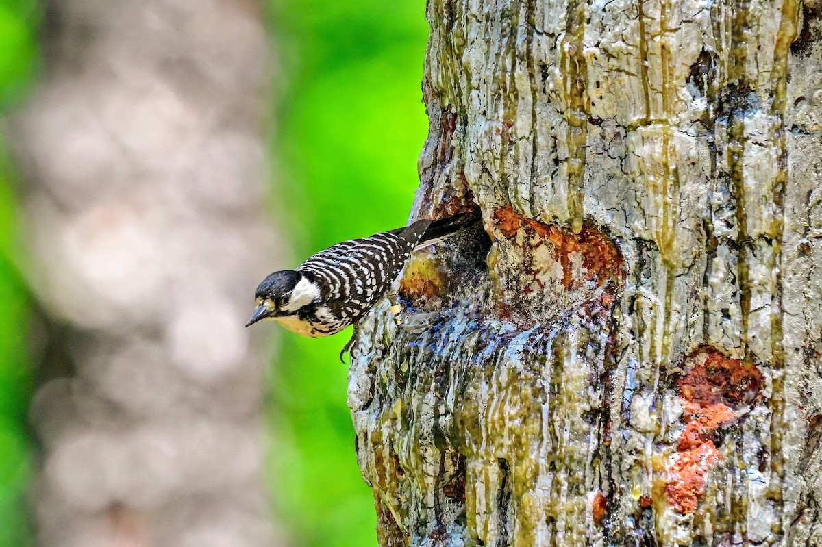 Red-cockaded Woodpecker - Richard Pockat