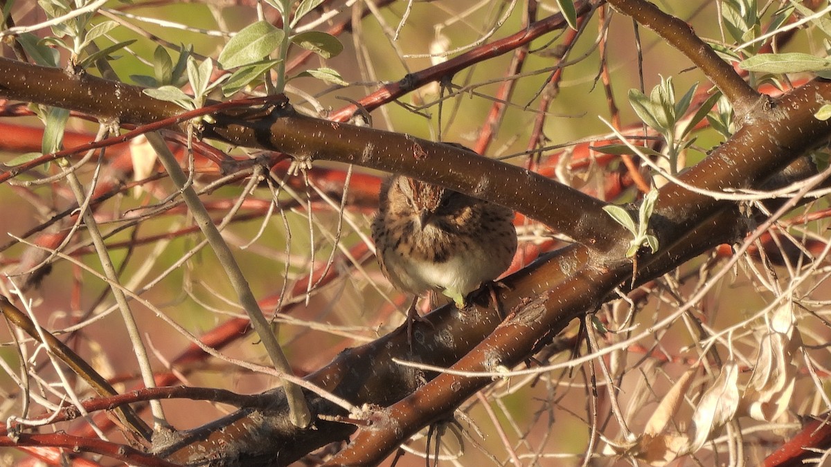 Lincoln's Sparrow - Travis Young